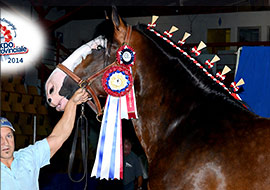 Clydesdales à vendre